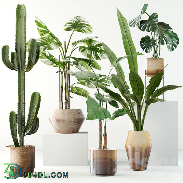 Indoor - Plants collection 04