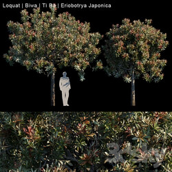 Tree - Loquat _ Biwa _ Eriobotrya japonica 