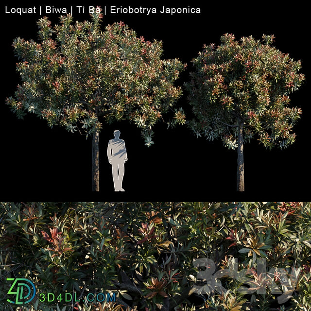 Tree - Loquat _ Biwa _ Eriobotrya japonica