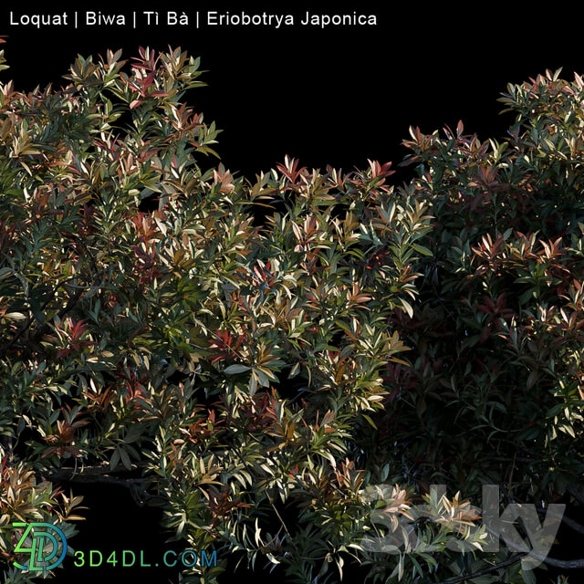 Tree - Loquat _ Biwa _ Eriobotrya japonica