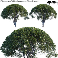 Tree - Pittosporum Tobira _ Japanese Mock Orange var2 