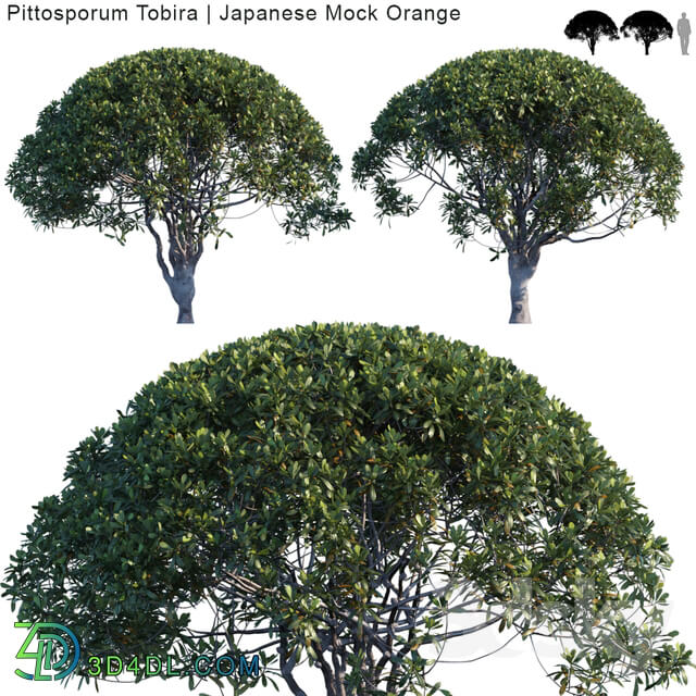 Tree - Pittosporum Tobira _ Japanese Mock Orange var2