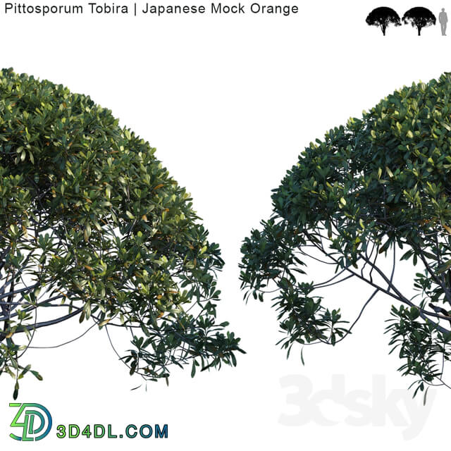 Tree - Pittosporum Tobira _ Japanese Mock Orange var2