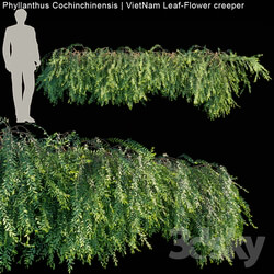 Fitowall - Phyllanthus Cochinchinensis _ VietNam Leaf-Flower creeper 