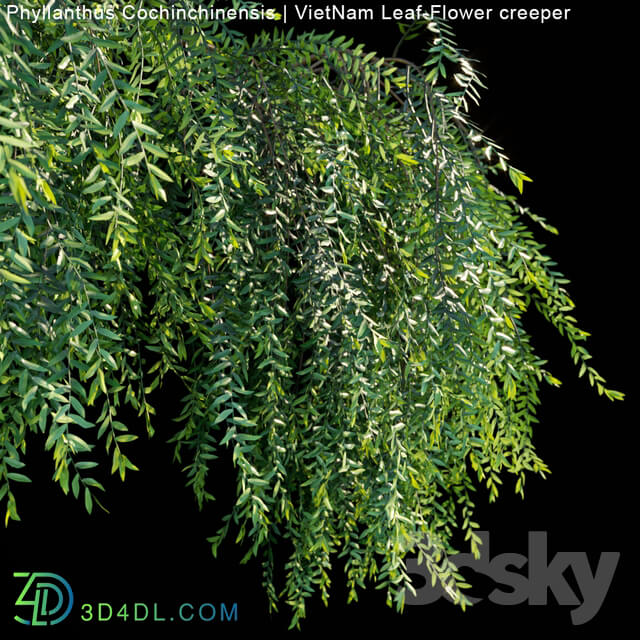 Fitowall - Phyllanthus Cochinchinensis _ VietNam Leaf-Flower creeper