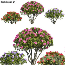 Outdoor - Rhododendron 04 