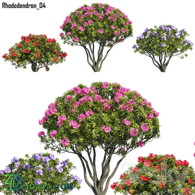 Outdoor - Rhododendron 04