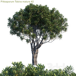 Tree - Pittosporum Tobira mature _ 2 