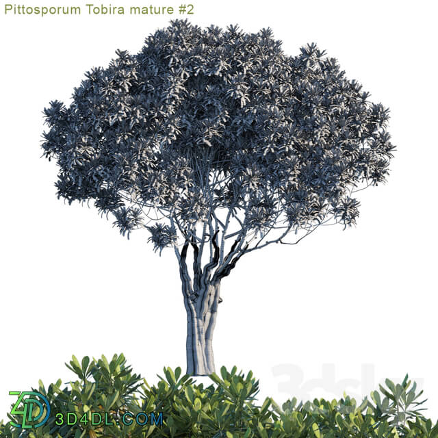 Tree - Pittosporum Tobira mature _ 2