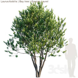 Tree - Laurus Nobilis _ Bay tree _ Grecian Laurel tree 