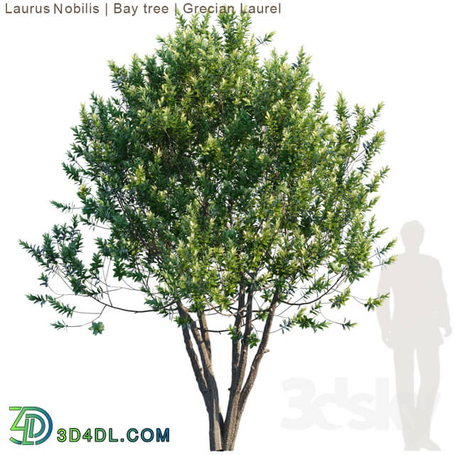 Tree - Laurus Nobilis _ Bay tree _ Grecian Laurel tree