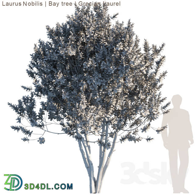 Tree - Laurus Nobilis _ Bay tree _ Grecian Laurel tree