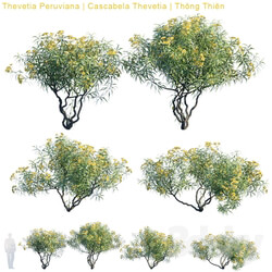 Tree - Thevetia Peruviana _ Cascabela Thevetia 