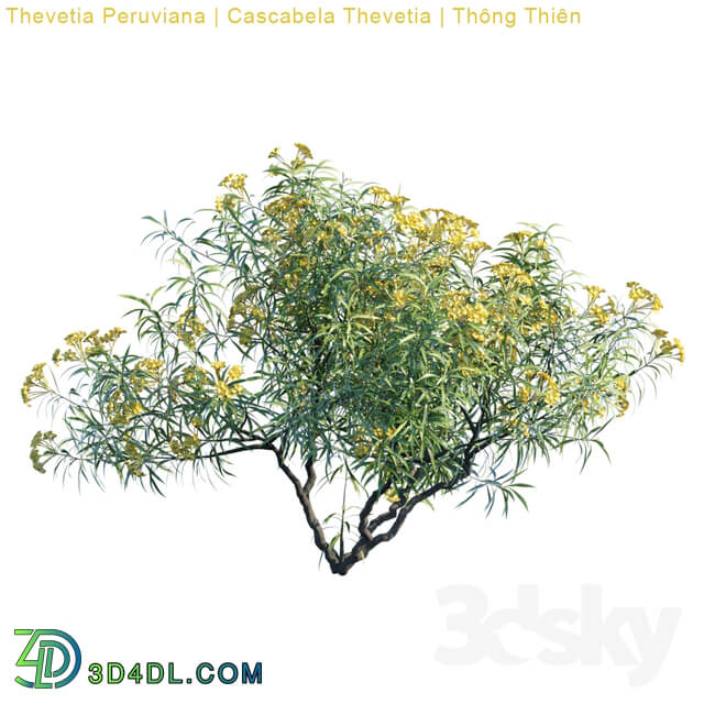 Tree - Thevetia Peruviana _ Cascabela Thevetia