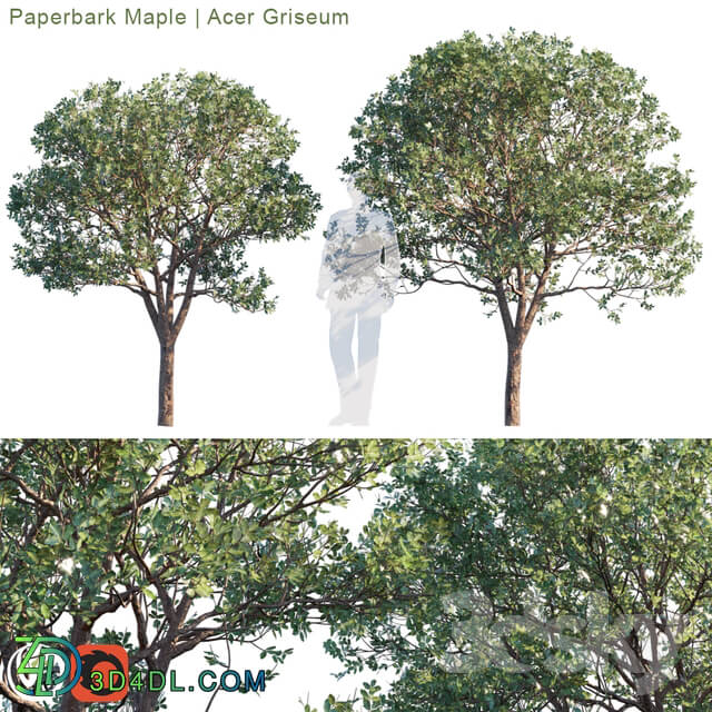 Tree - Paperbark Maple _ Acer Griseum _ 2