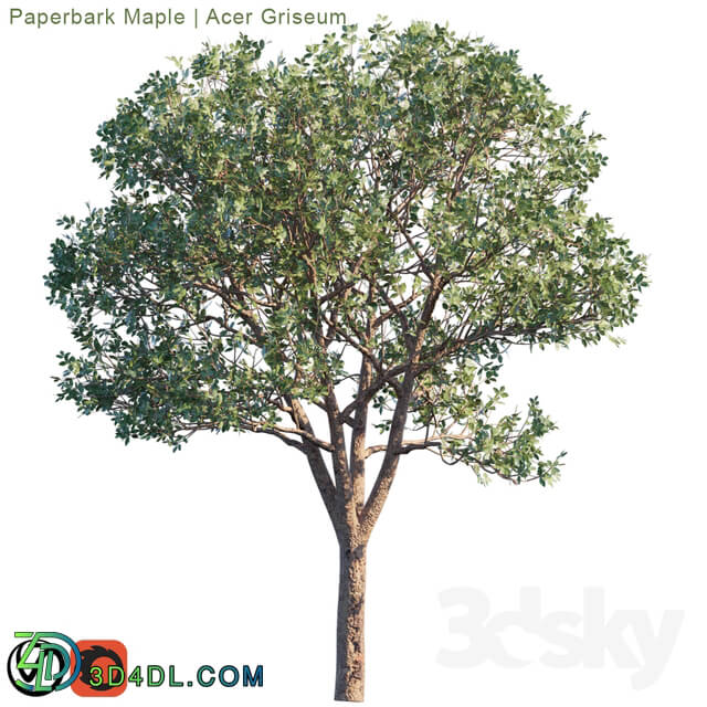 Tree - Paperbark Maple _ Acer Griseum _ 2