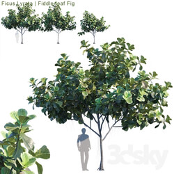 Tree - Ficus Lyrata _ Feed-leaf fig _ 2 
