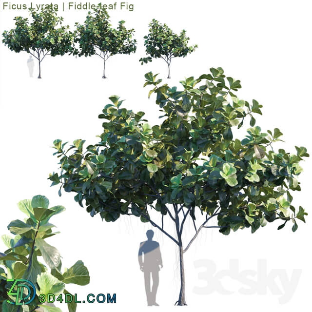 Tree - Ficus Lyrata _ Feed-leaf fig _ 2