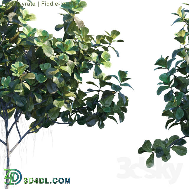 Tree - Ficus Lyrata _ Feed-leaf fig _ 2