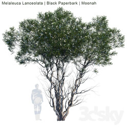 Tree - Melaleuca Lanceolata _ Black Paperbark _ Moonah _ 1 