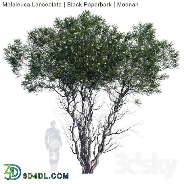 Tree - Melaleuca Lanceolata _ Black Paperbark _ Moonah _ 1