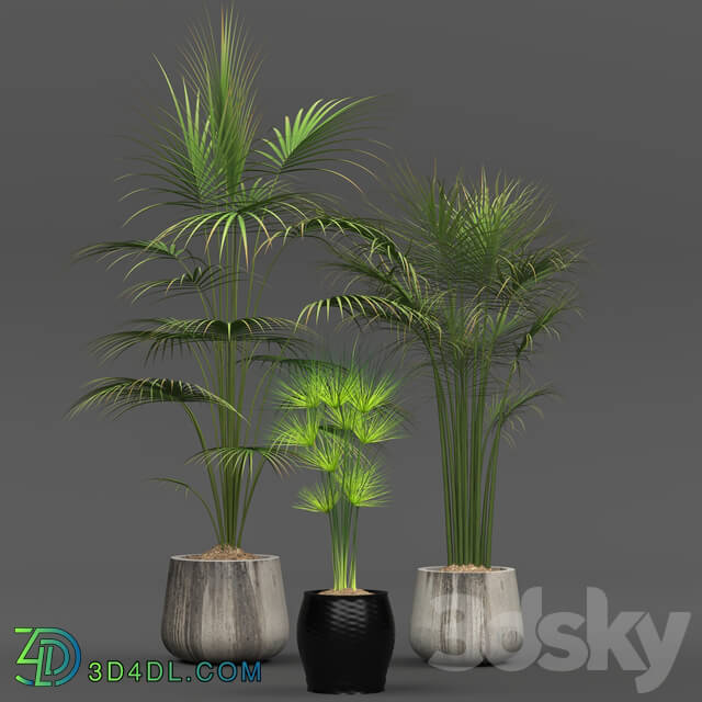 Indoor - Collection of plants 01