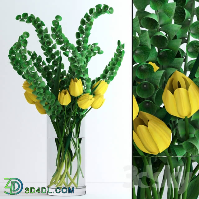 Plant - Yellow tulips and Moluccella