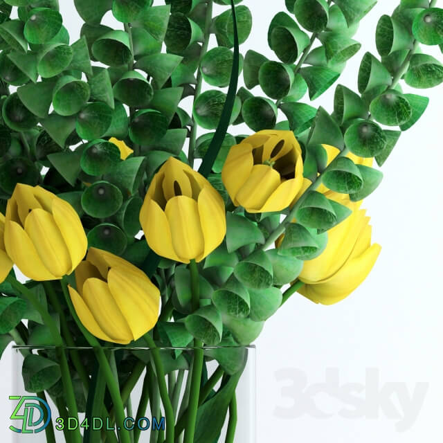 Plant - Yellow tulips and Moluccella