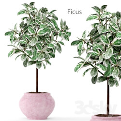 Plant - Ficus 2 