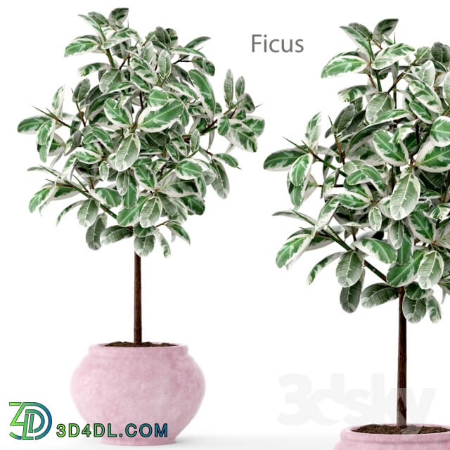 Plant - Ficus 2