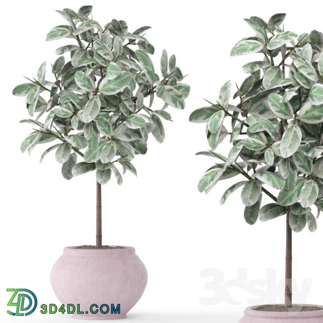 Plant - Ficus 2