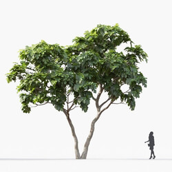 Maxtree-Plants Vol25 Ficus carica 01 03 