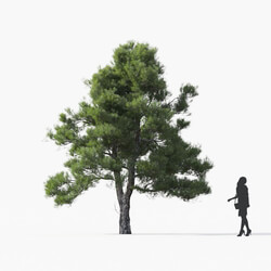 Maxtree-Plants Vol25 Pinus brutia 01 01 