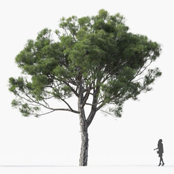 Maxtree-Plants Vol25 Pinus brutia 01 03 