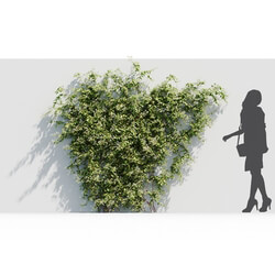 Maxtree-Plants Vol37 Lonicera japonica 01 01 