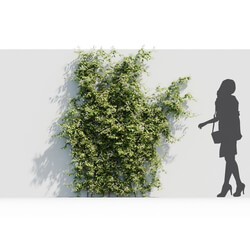 Maxtree-Plants Vol37 Lonicera japonica 01 02 