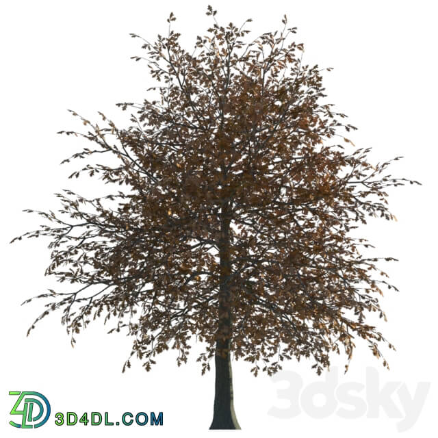 Tree - Tree in two versions _summer_ autumn_ fbx_obj