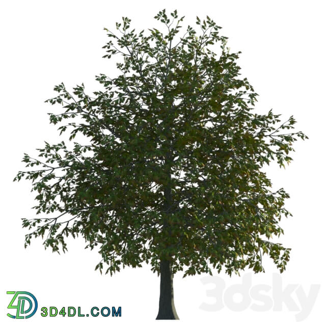 Tree - Tree in two versions _summer_ autumn_ fbx_obj