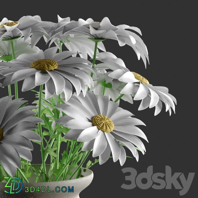 Bouquet - Bouquet of daisies in a vase