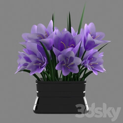 Bouquet - A bouquet of crocuses in a vase 