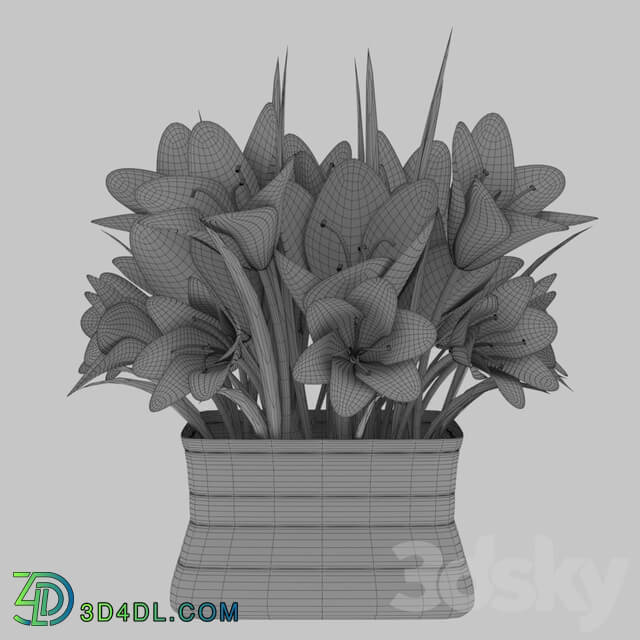 Bouquet - A bouquet of crocuses in a vase