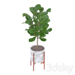 Indoor - Ficus pandurata 