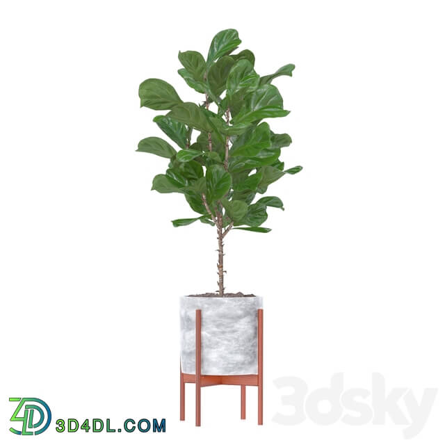 Indoor - Ficus pandurata