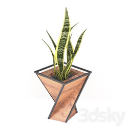 Indoor - Triangular vase 