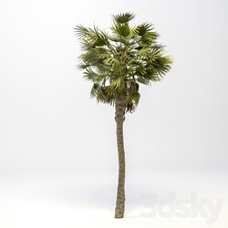Tree - Washingtonia Robusta Palm 