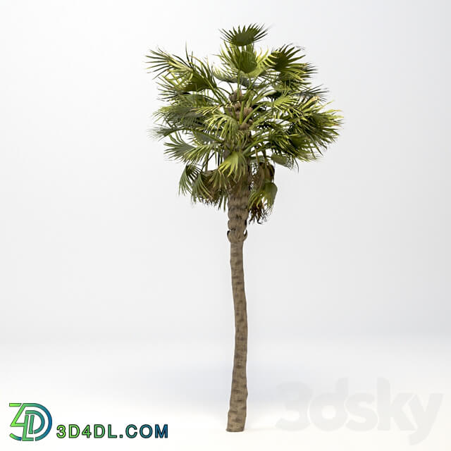 Tree - Washingtonia Robusta Palm