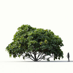 Maxtree-Plants Vol22 Ficus lyrata 01 01 