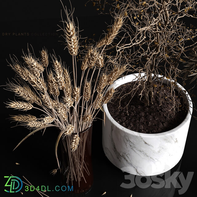 Indoor - Dry plants collection
