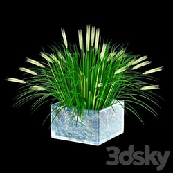 Grass - Ornamental grass 