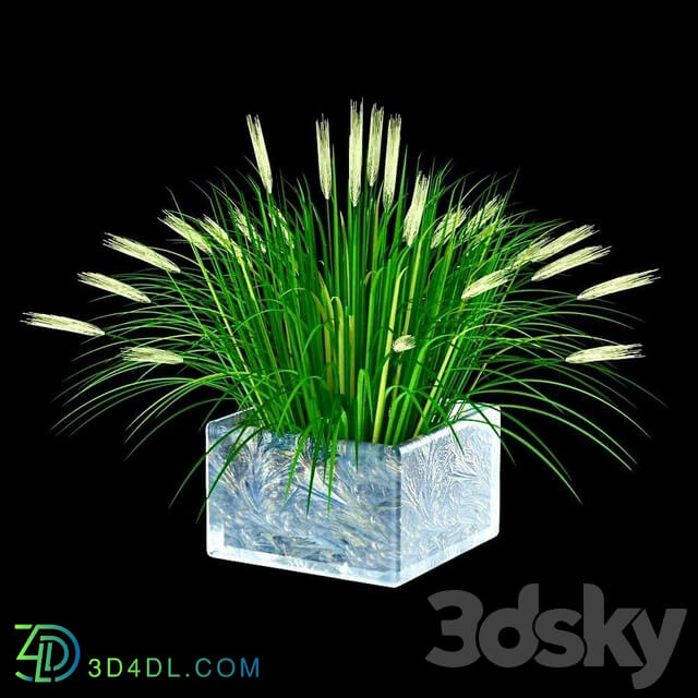 Grass - Ornamental grass